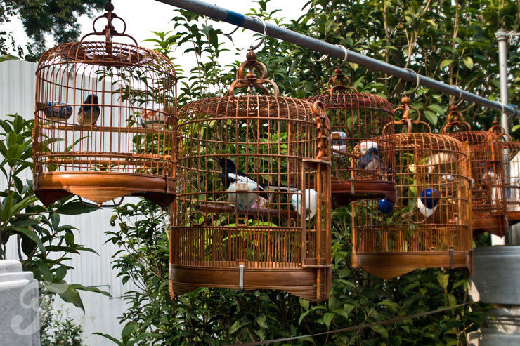 bird garden